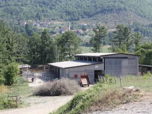 Le Chianine dei Tognoli