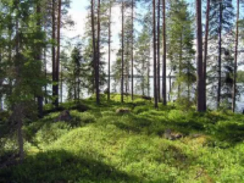 Puolukka