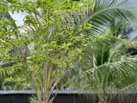 วานเดอร์ลัสต์ การ์เดน อินน์ โรงแรมใกล้สายธารนางฟ้า