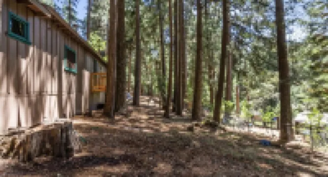 The Little Cabin in the Pines!