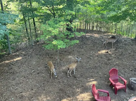 Cozy Coosawatee Cabin on top of Eagle Mountain with hot tub, fire pit and fun!!