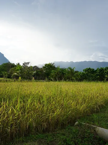 รูปภาพของบ้านสวนตะวันเชียงดาว