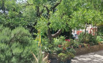 Studio Apartments Roza - A Charming Oasis in the Centre of Makarska