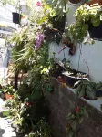 House Panoramic View - Carnival 2024 available