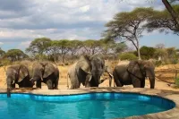 Elephant Lodge