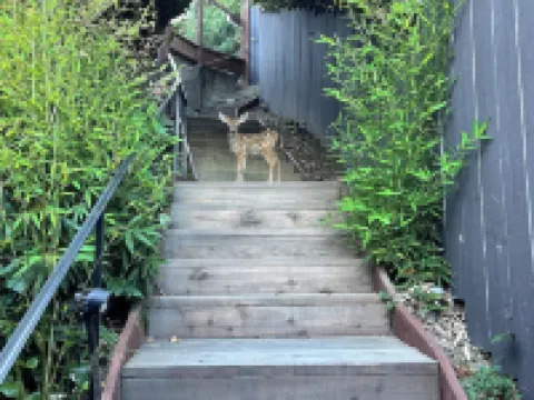 Lovely and Quiet suite with GORGEOUS VIEWS-10 min to Golden Gate Bridge Hotels in Mill Valley