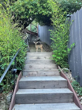 Lovely and Quiet suite with GORGEOUS VIEWS-10 min to Golden Gate Bridge Отели рядом с достопримечательностью «Национальная зона отдыха Голден Гейт»