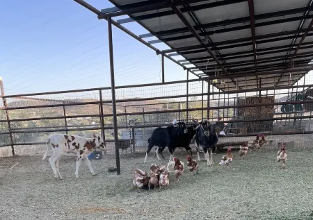 1930's Stone Cottage with spectacular views!