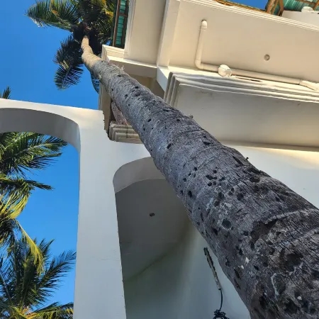 Two Palms