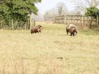 Wensum Spring Các khách sạn ở Little Snoring