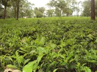 Jungle Bell Resort Hotels in Jalpaiguri