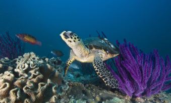 a green sea turtle is swimming near a colorful coral reef in the ocean , surrounded by fish at Ras Al Jinz Turtle Reserve