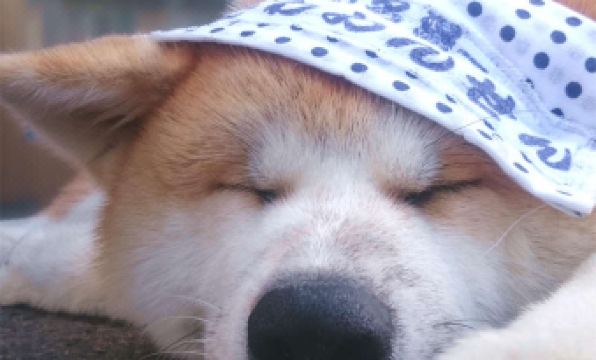 Furusawa Onsen Koyokan