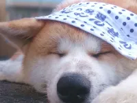 Furusawa Onsen Koyokan Hotels in Odate