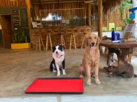 Hiraya Surf Hostel Hotels in General Luna