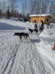 Alaskan Adventure Dry Cabin #2 - Homestays