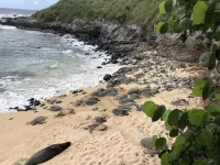 Oceanfront Create Forever Memories, Panoramic Views; 2 Bdrm, 2 Bath, Central A/C - Beach