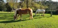 Davy Cottage in the Countryside with Horse Riding Hotel di Deviock
