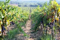 Corte Dei Nonni Hotels in Presicce