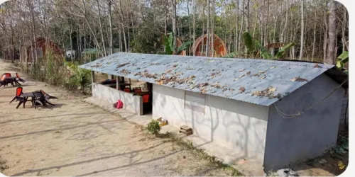 MeroStay 006 Nepal Himalayan Paulownia Resort Hotels in Meghauli