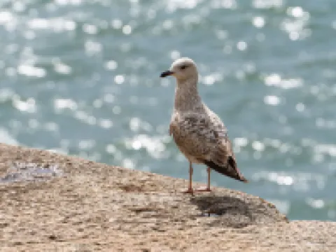 The Hideaway Hotels in Porthleven