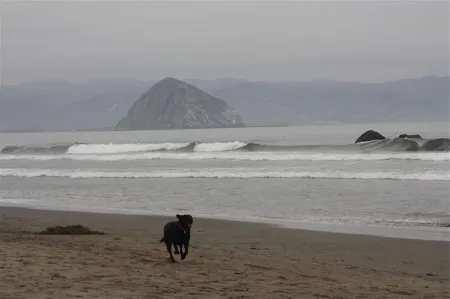 Cayucos Cottage. Steps to the Best Beach in Cayucos. Отели в г. Каюкос