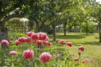 White Cottage Bed and Breakfast -  Privatzimmer