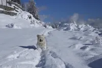 Cabañas Chesa Engadina