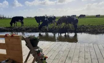 Jacuzzi Cows Dairyfarm Relaxing Sleeping