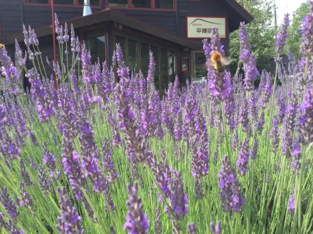 Hutte Tairappyou Chaya Отели рядом с достопримечательностью «Tashiro Ski Resort»