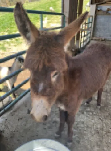 Primitive Tent Site #2
