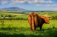 Charming Waterside Cottage in the heart of Speyside Hotels in Ballindalloch