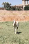 Barn  Stay