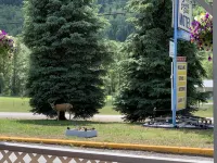 Evening Star Motel Hotels in Kootenay Boundary