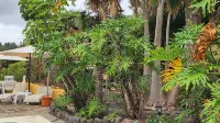 Oasis Hill Icod de Los Vinos Hotels in Garachico