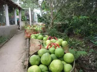 My Hoa Mekong Homestay - Pools