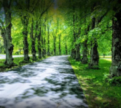 สวนของลิลลี่