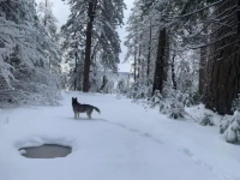 The Sugar Pine Chalet