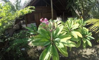 Safasurf Camp - Hostel