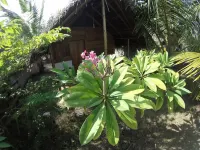 Safasurf Camp - Hostel Hotels in 