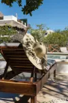 Sanyama Holbox - Pet friendly