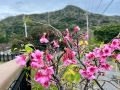 private-resort-greenhouse-okinawa
