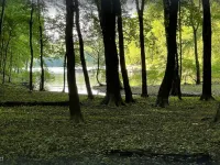 Cozy lakehouse retreat w/kayaks, high speed Wi-Fi, and pet friendly!