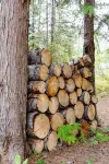 Forest Family Cabin Near Priest Lake with Fireplace, Large Yard & Dogs Allowed