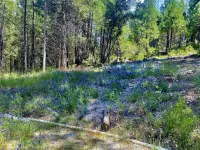 Charming Fair Play Cottage Near Local Wineries