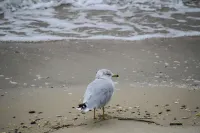 Timeless Elegance with Modern Luxury: Historic 6-Bedroom Home-Newly Renovated! Hotels in Onancock