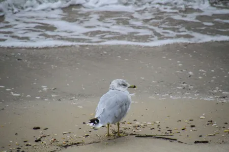 Timeless Elegance with Modern Luxury: Historic 6-Bedroom Home-Newly Renovated!