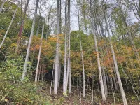 Gorgeous Mountain View 8 miles from Appalachian Trail