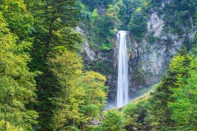 ホテル周辺 高山わんわんパラダイスの写真
