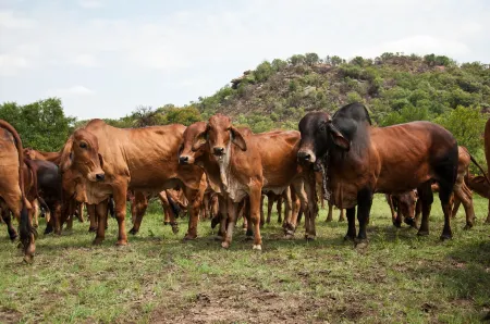 B'Sorah Luxury Tent & Venue Отели в г. Sterkfontein DMA